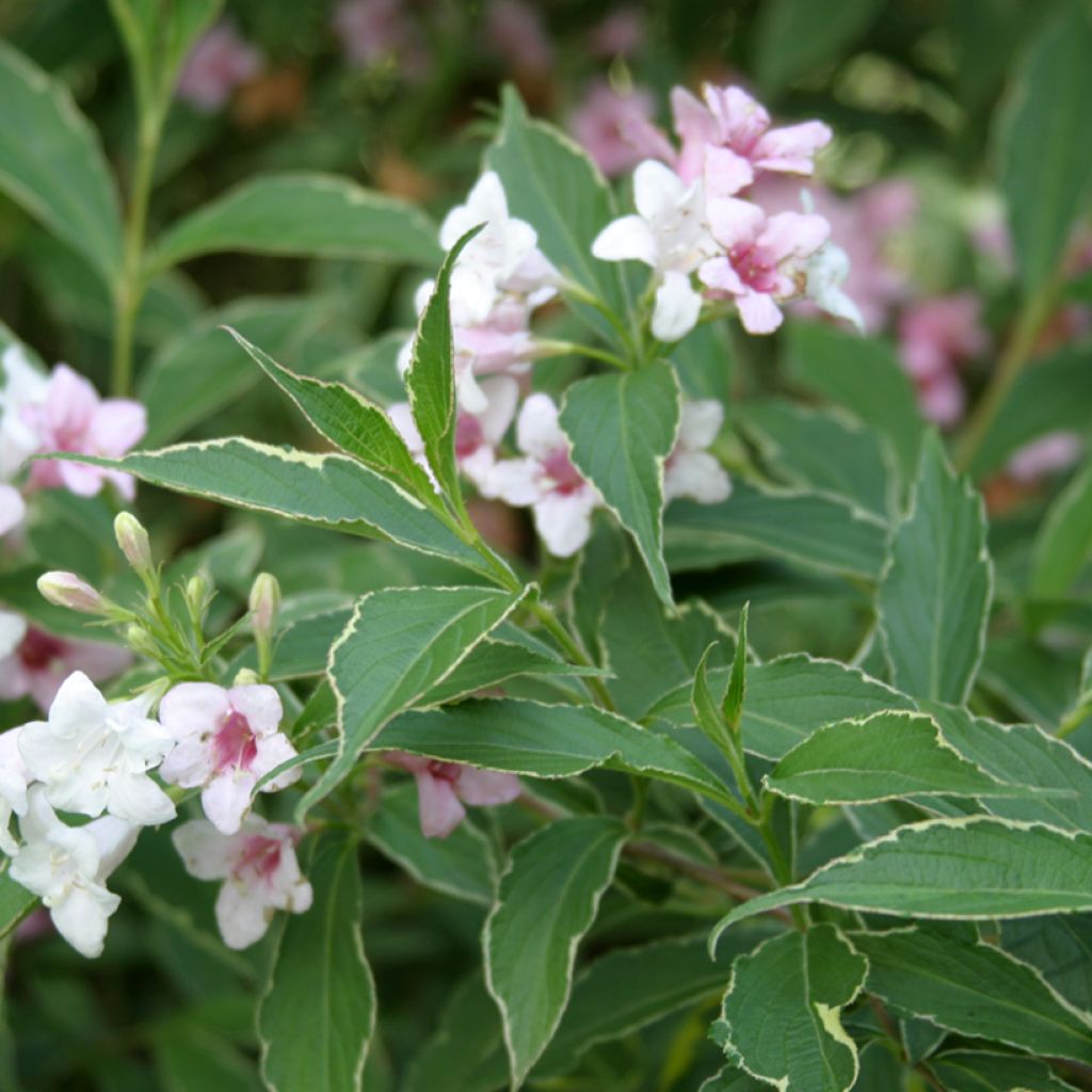 Weigela (x) florida Splendid - Weigelie