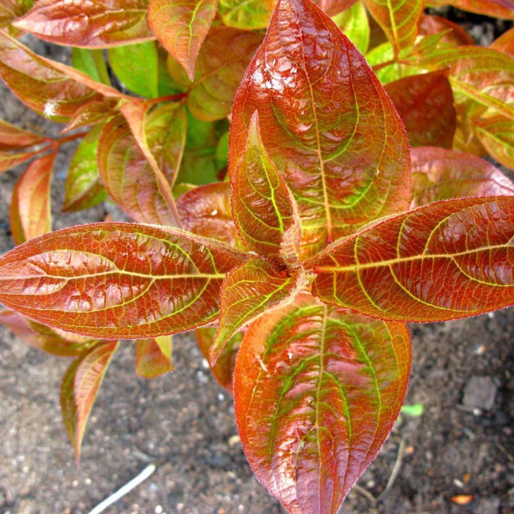 Weigela Wings of Fire ® - Weigélia