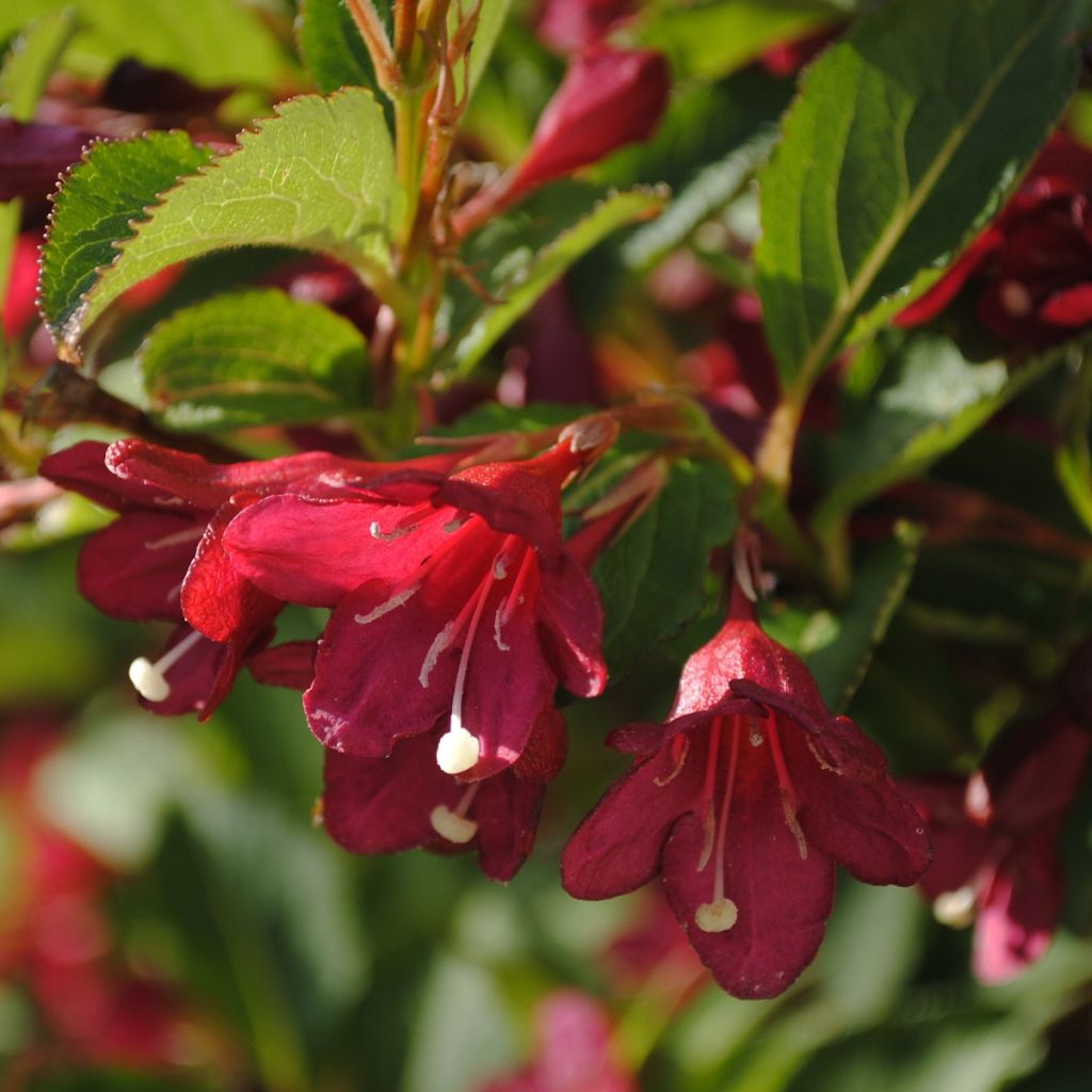 Weigela Cherry Lace