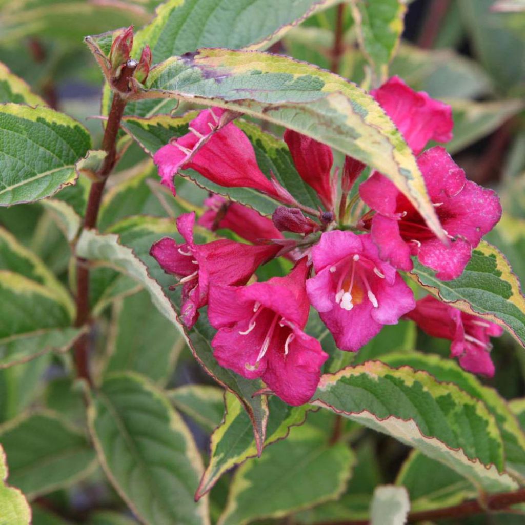 Weigela florida MOULIN ROUGE® (Brigela) - Weigélia panaché.