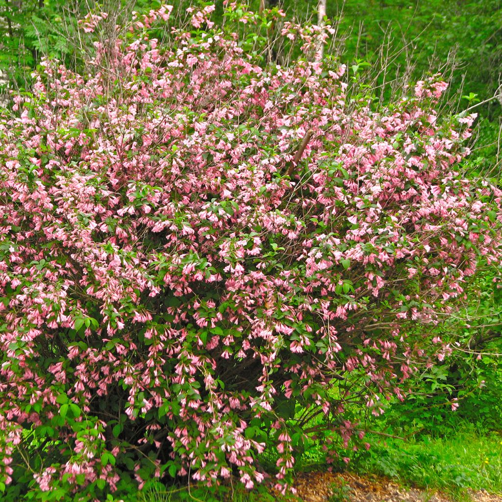 Weigela florida Marjorie