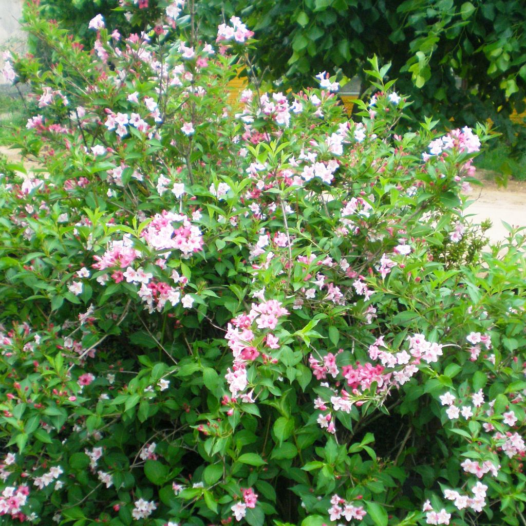 Weigela florida Marjorie