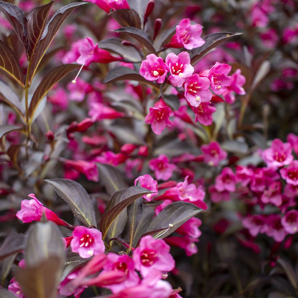 Weigela florida Midnight Wine