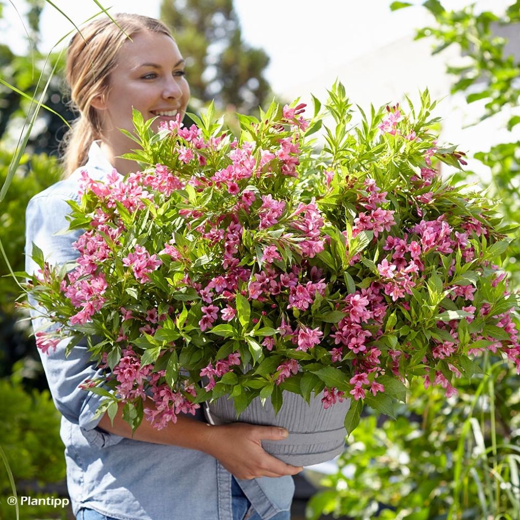 Weigela Picobella Rosa