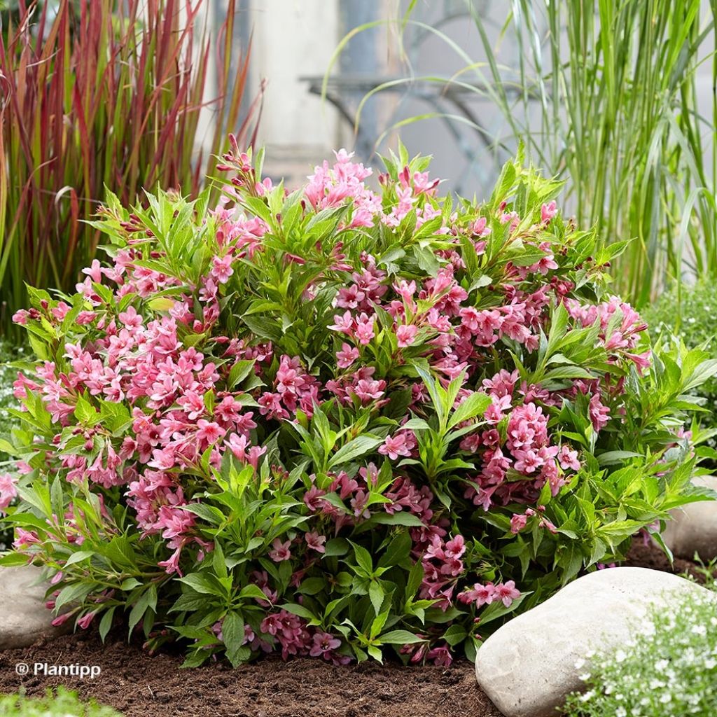 Weigela florida Picobella Rosa - Weigélia nain 