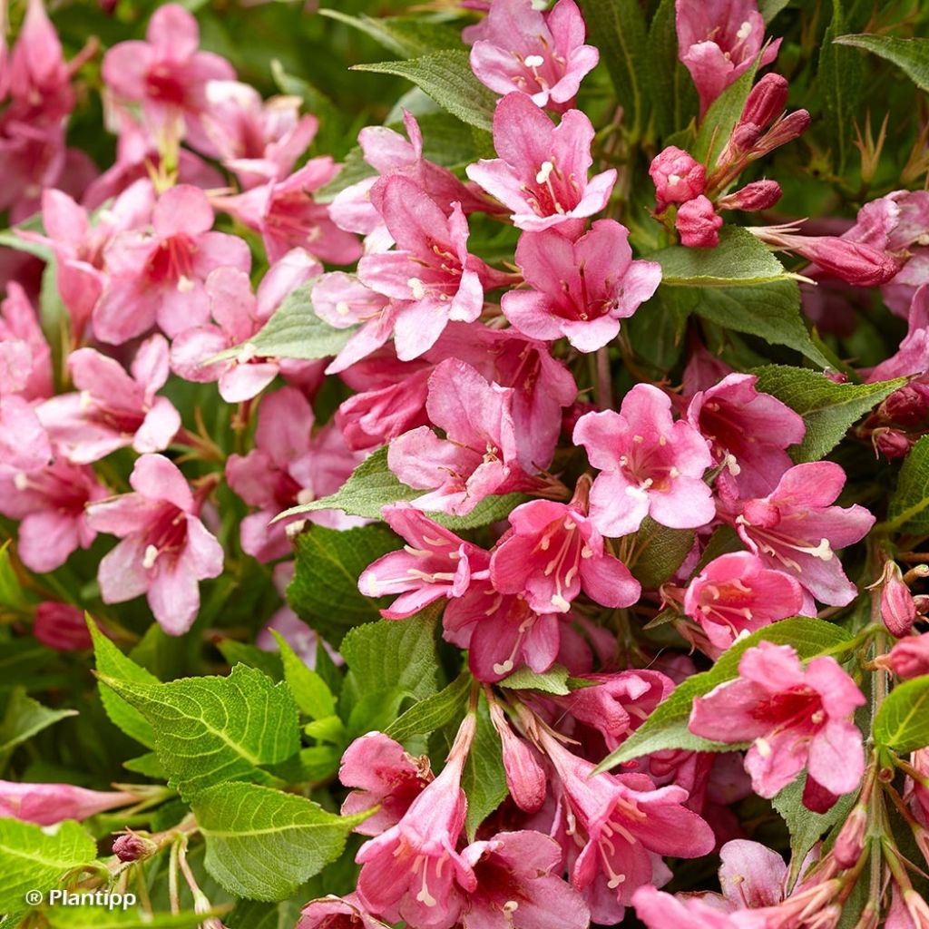 Weigela Picobella Rosa