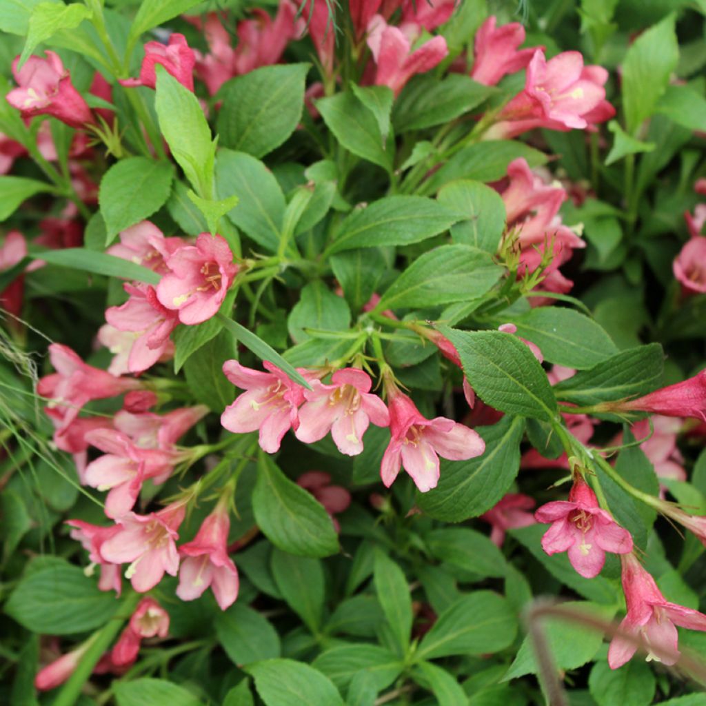 Weigela Picobella Rosa