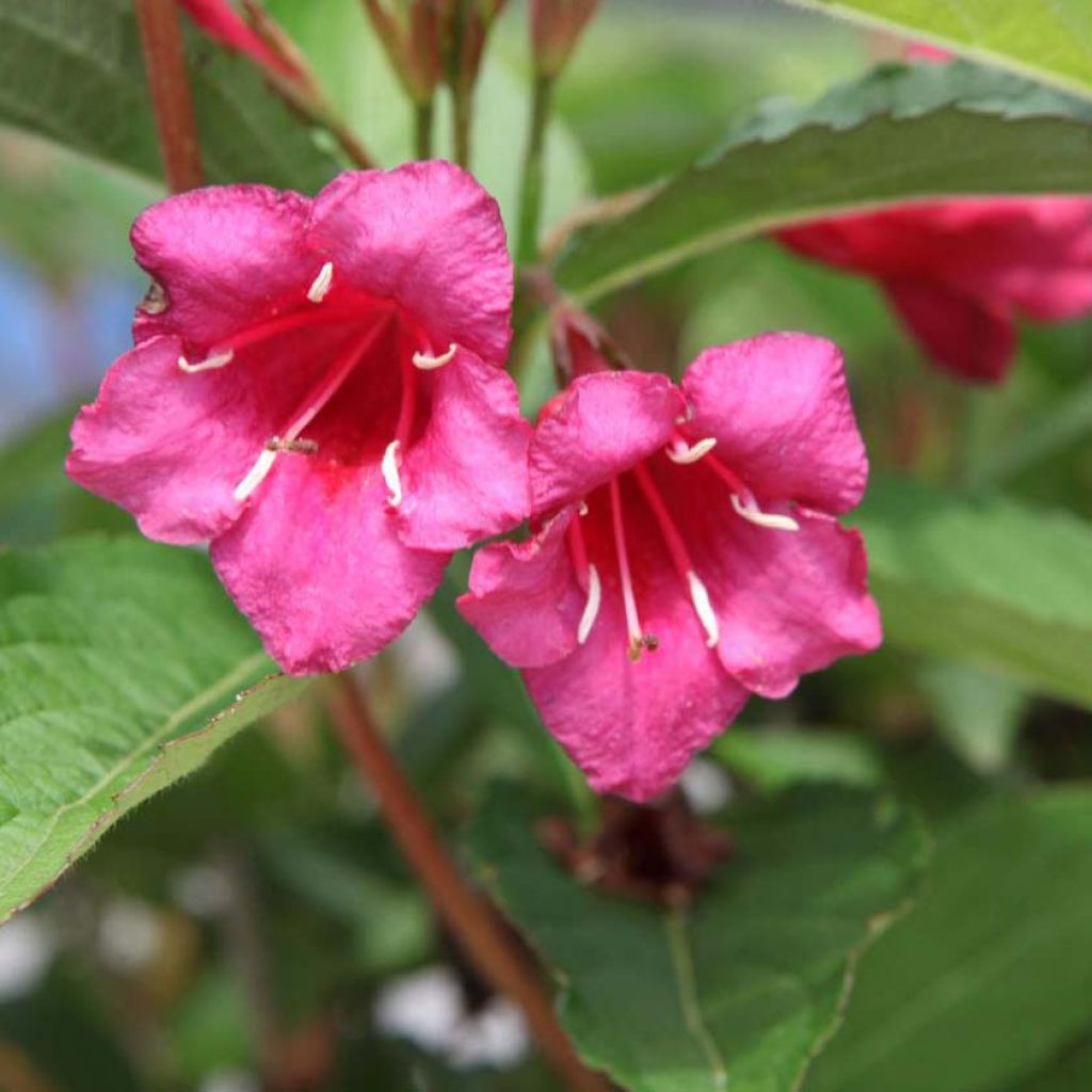 Weigela hybride Red Prince - Weigélia