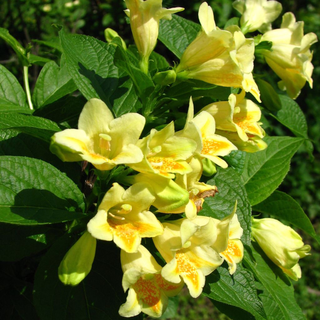 Weigela middendorffiana