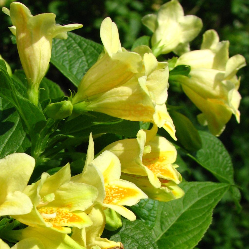 Weigela middendorffiana - Weigelia de middendorf