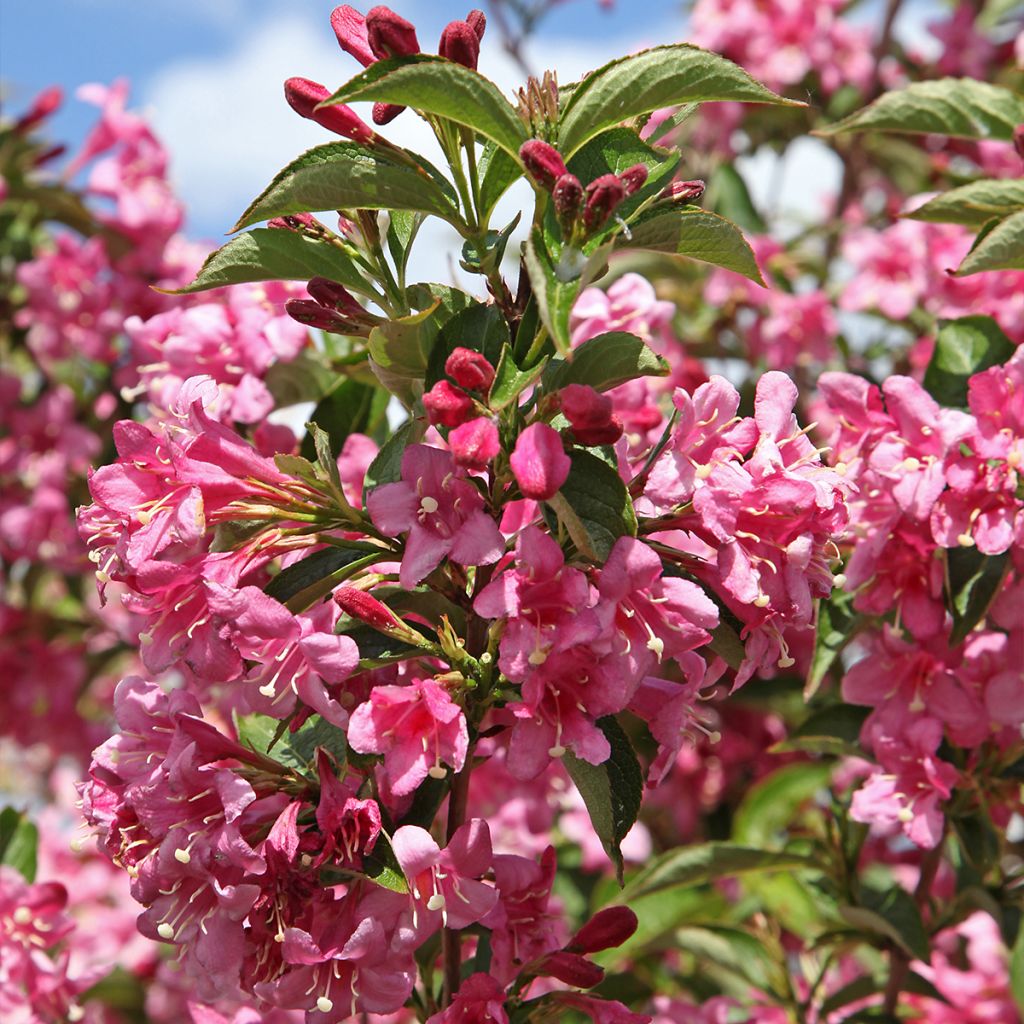 Weigela Stelzneri