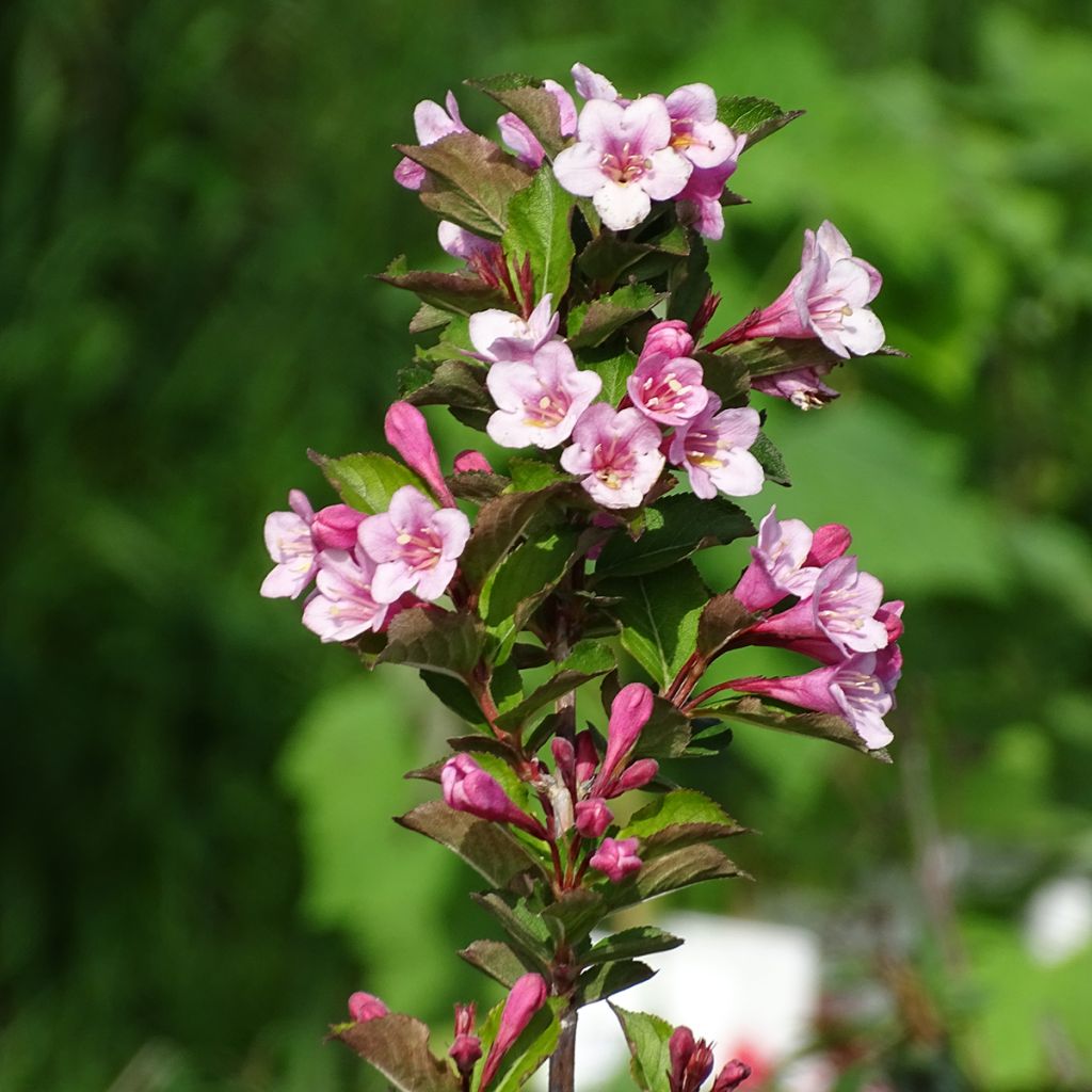 Weigelia florida Polka - Weigela nain