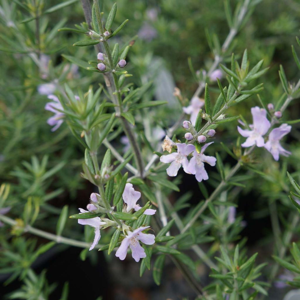 Westringia fruticosa - Romarin d'Australie