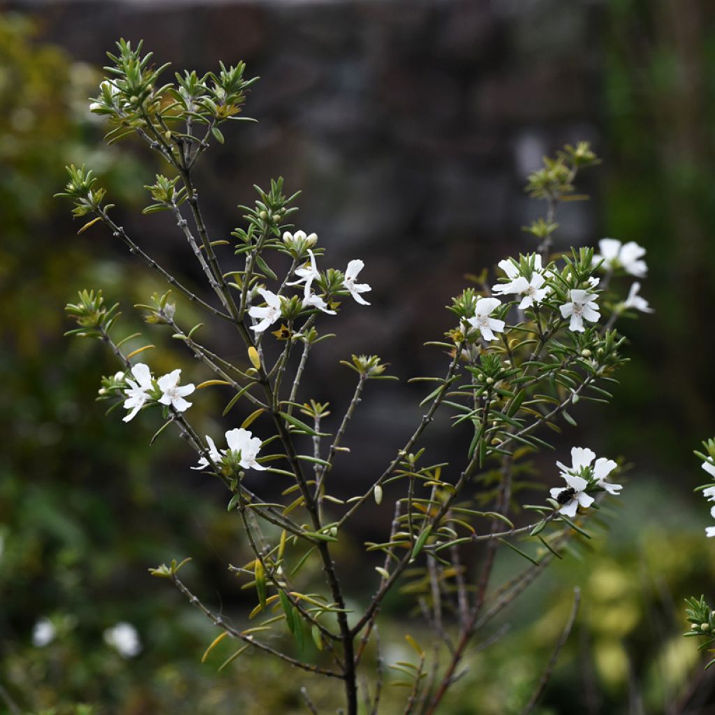 Westringia fruticosa White - Australischer Rosmarin