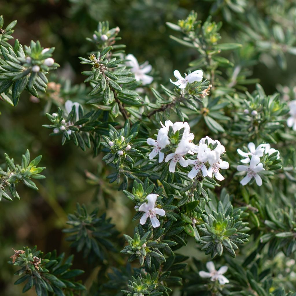 Westringia fruticosa Mundi - Australischer Rosmarin