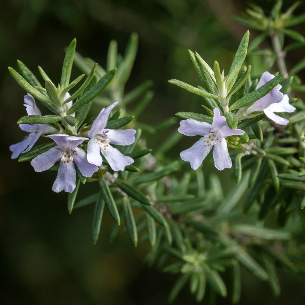 Westringia fruticosa - Australischer Rosmarin