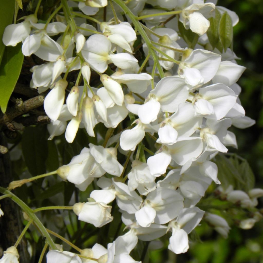 Wisteria venusta - Blauregen