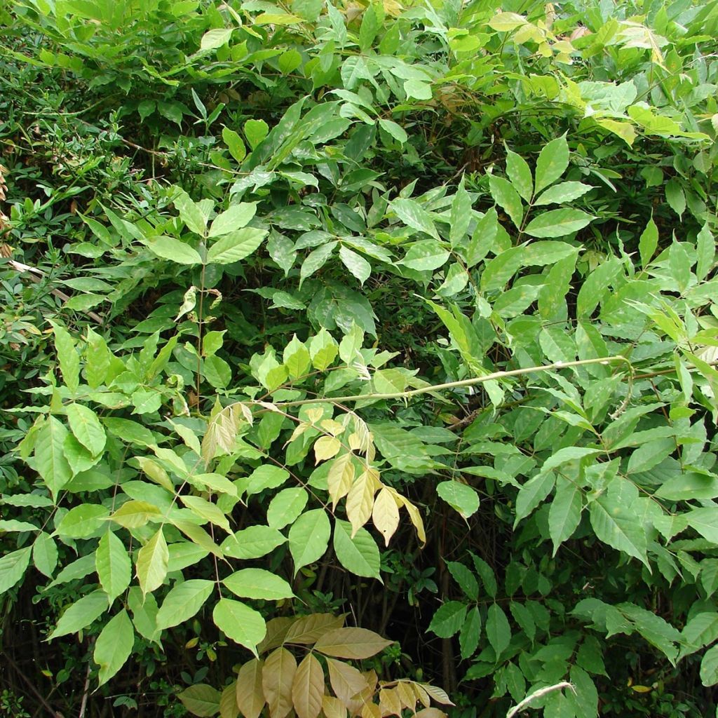 Glycine du Japon - Wisteria floribunda 