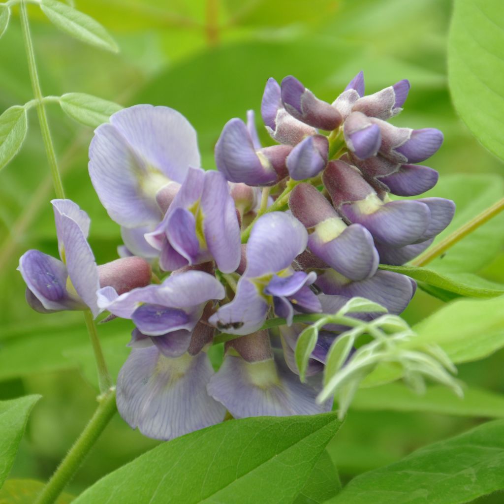 Wisteria frutescens Amethyst Falls - Blauregen