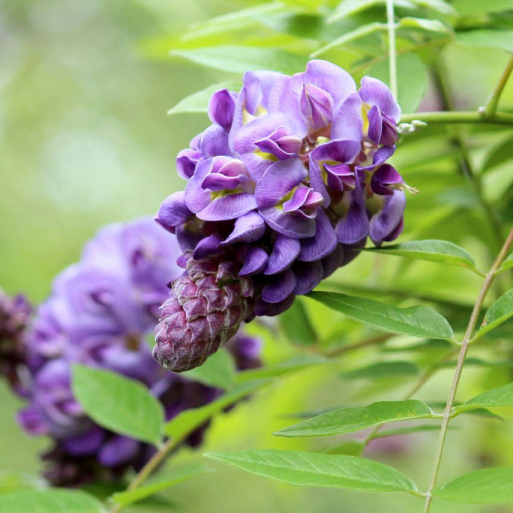 Glycine d'Amérique Amethyst Falls - Wisteria frutescens 