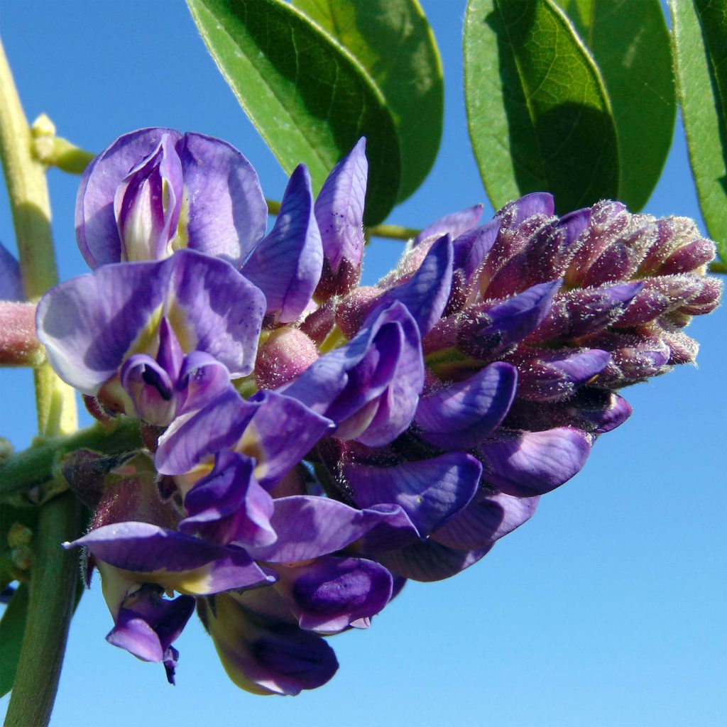 Wisteria frutescens Longwood Purple - Blauregen