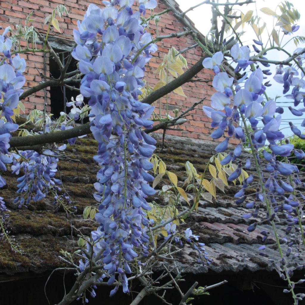 Wisteria frutescens var. macrostachya Blue Moon - Blauregen