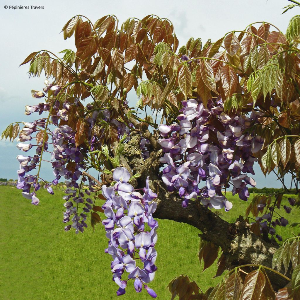 Wisteria sinensis Blue Line - Chinesische Glyzinie