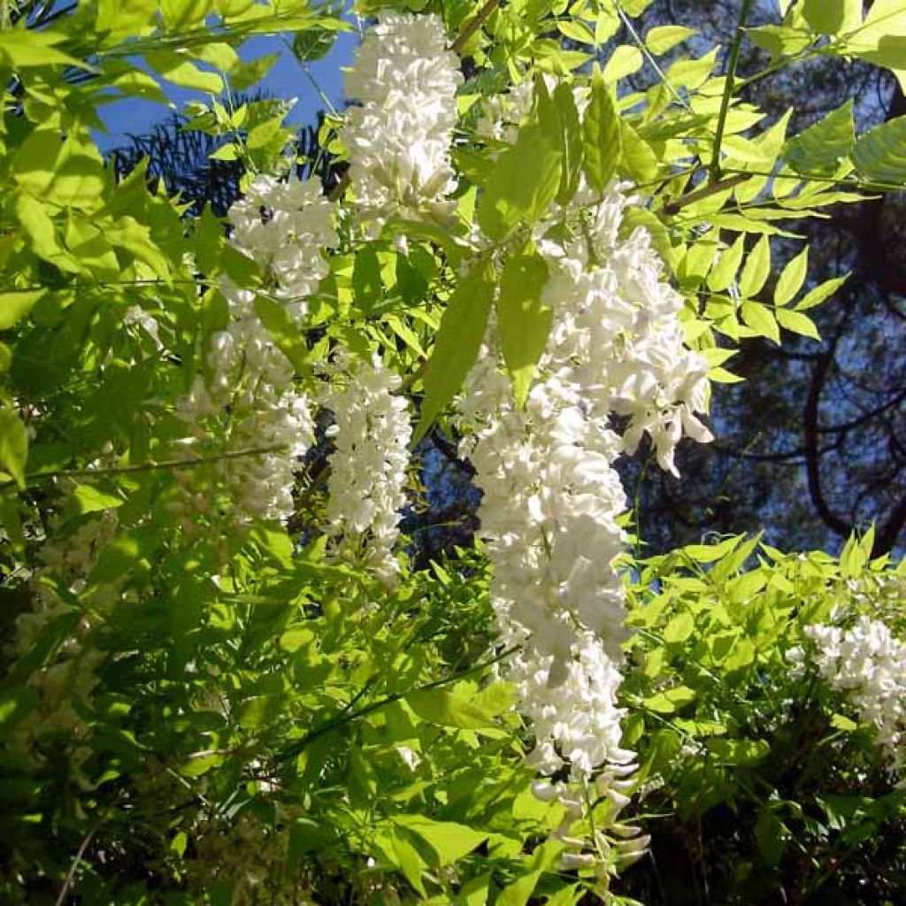 Wisteria sinensis Alba - Chinesische Glyzinie