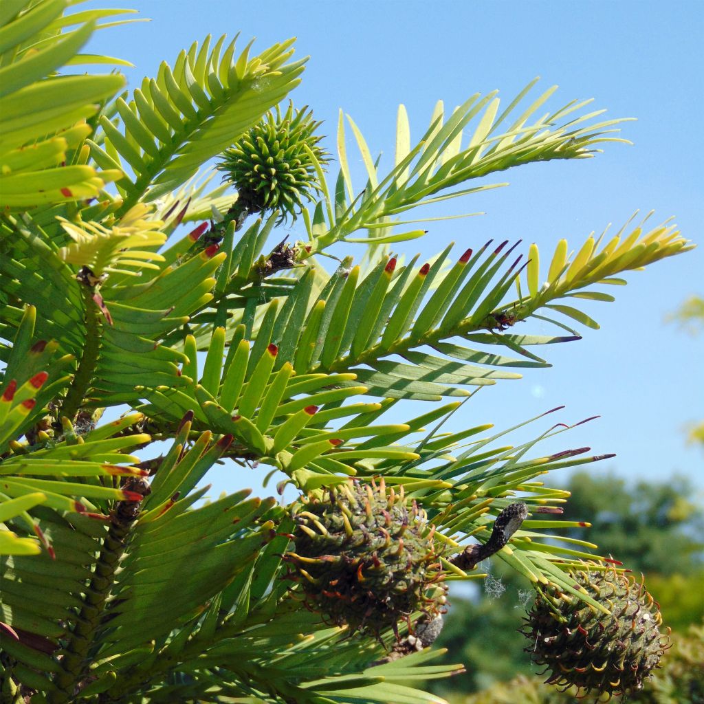 Wollemia nobilis - Pin de Wollemi