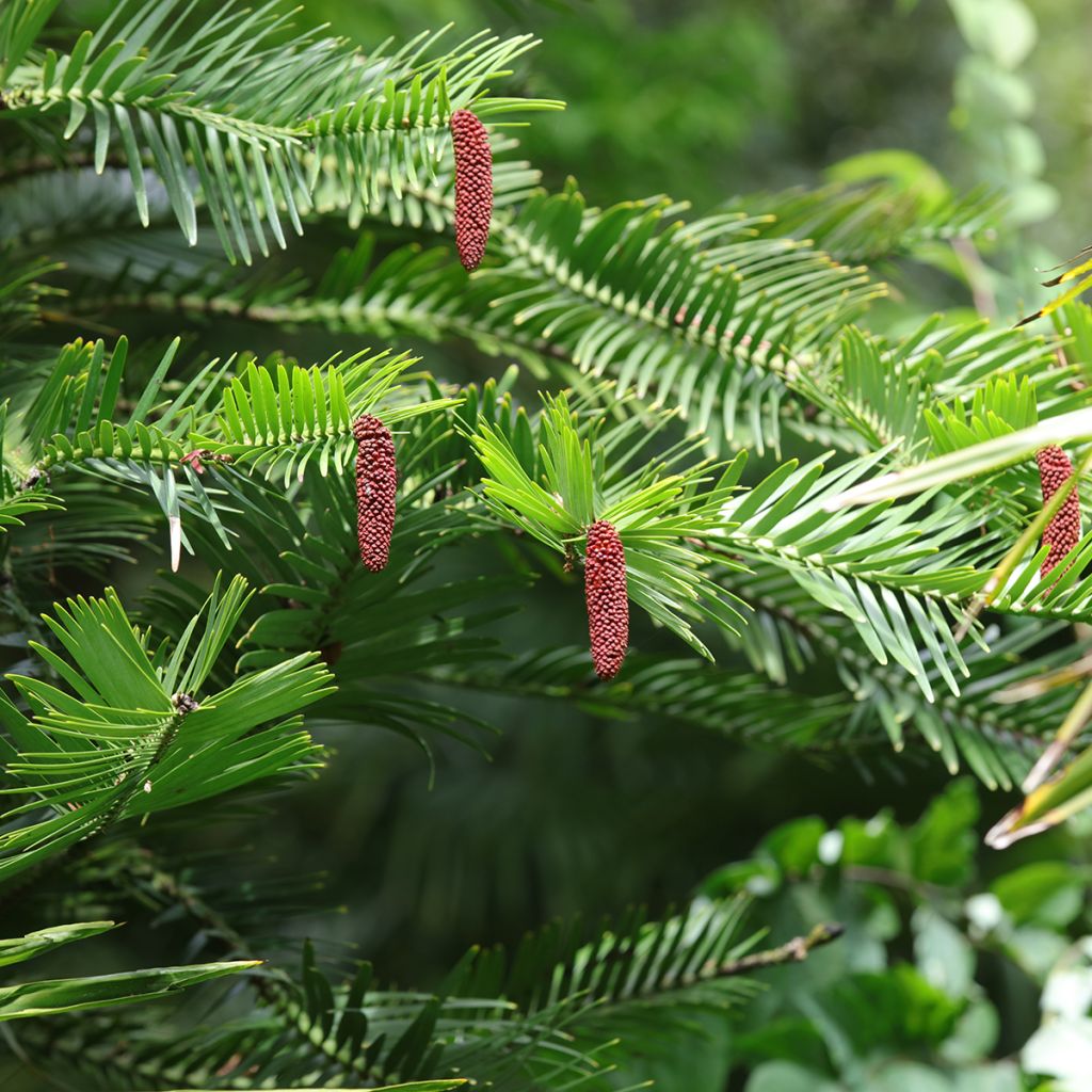 Wollemia nobilis - Wollemie