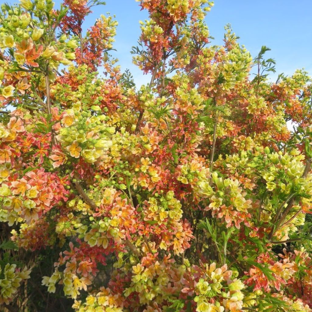 Xanthoceras sorbifolium HAPPY Orange - Gelbhorn