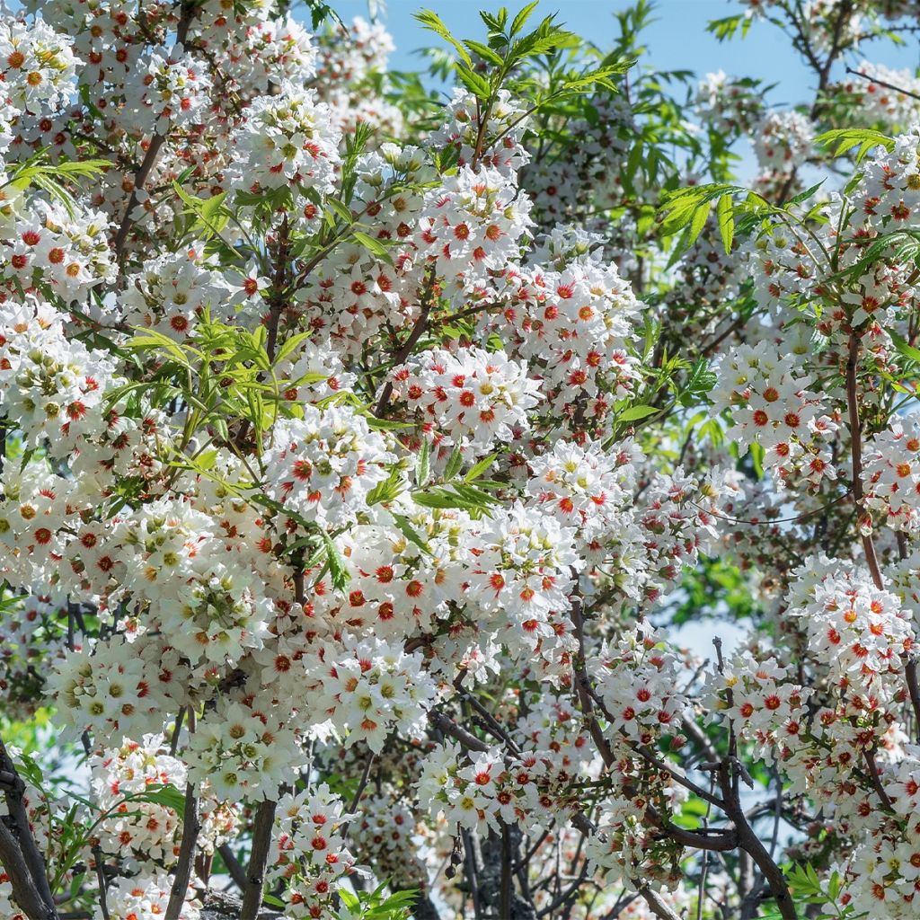 Xanthoceras sorbifolium - Gelbhorn