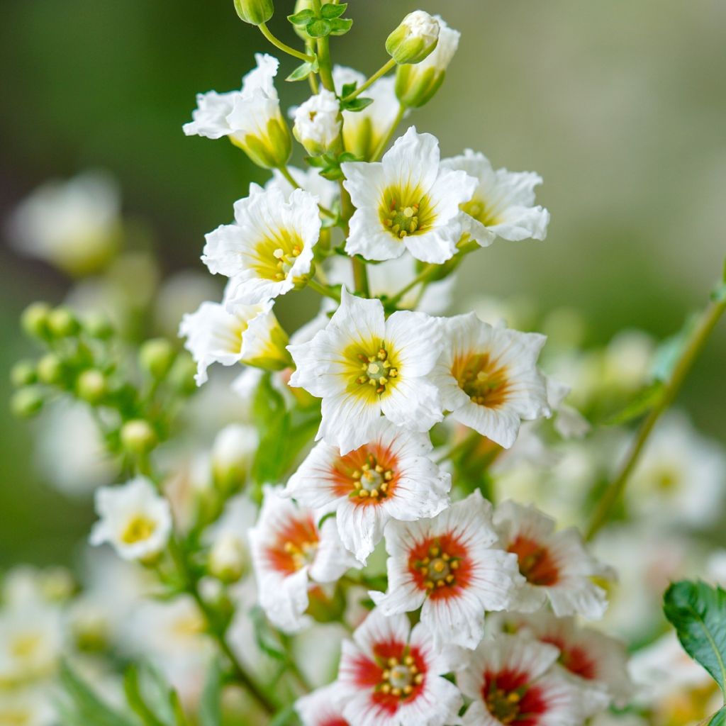 Xanthoceras sorbifolium - Gelbhorn