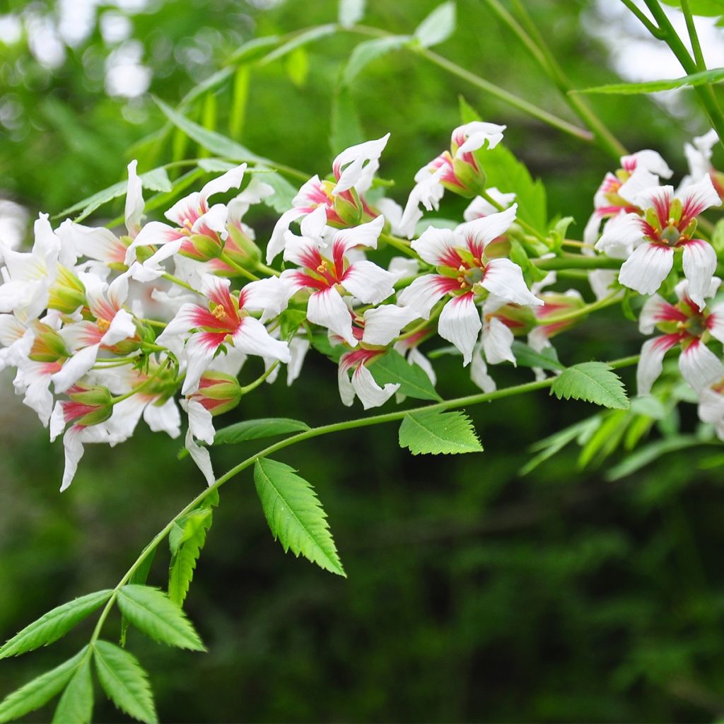 Xanthoceras sorbifolium - Gelbhorn