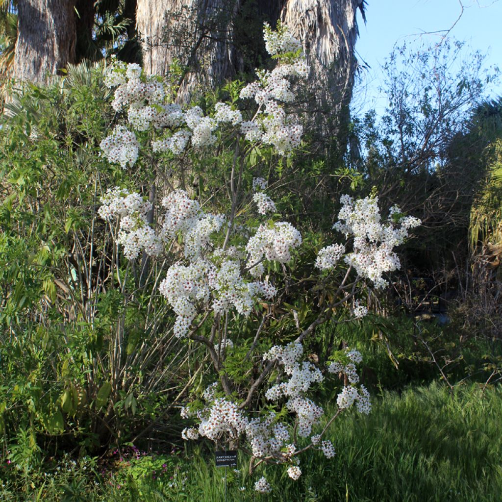 Xanthoceras sorbifolium - Gelbhorn