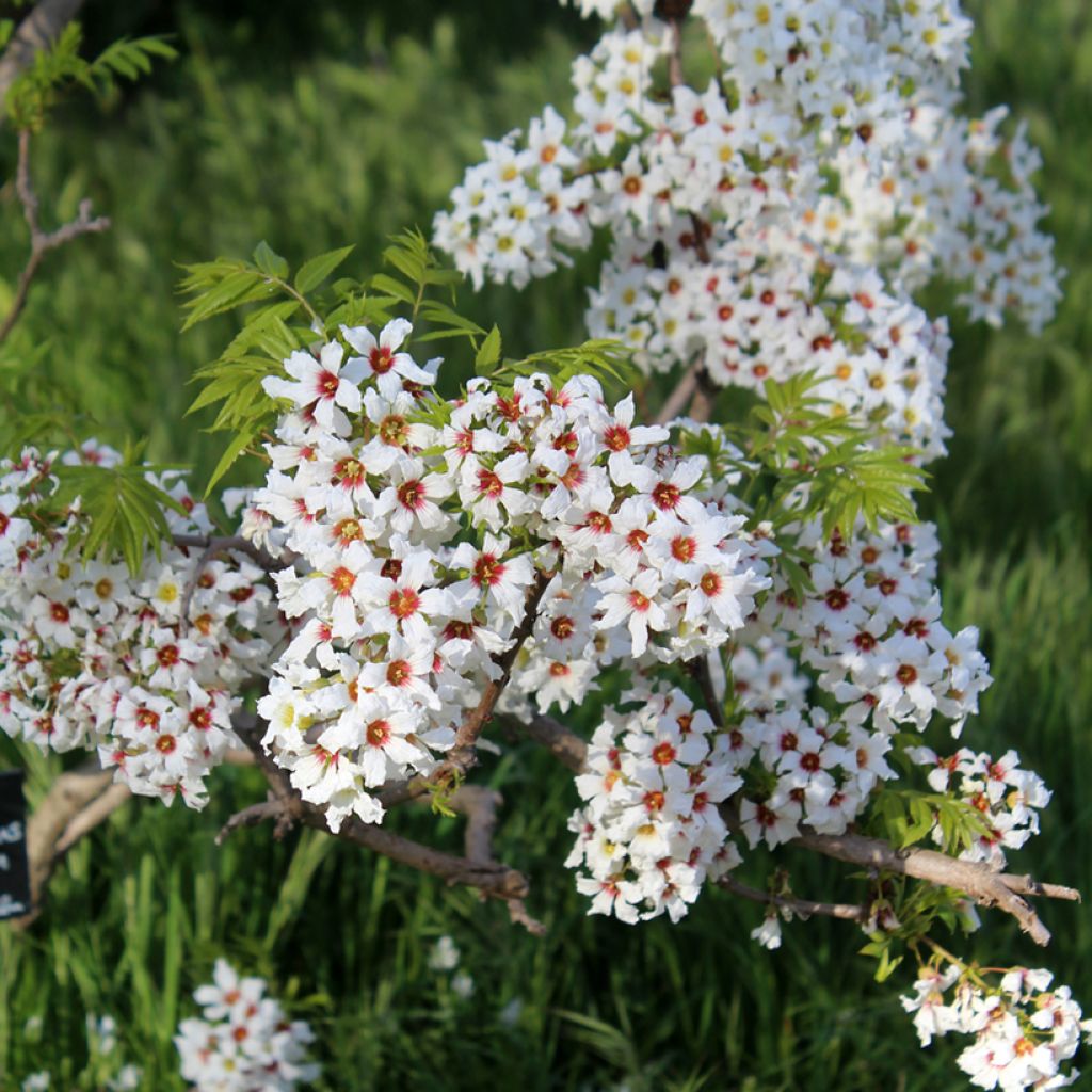 Xanthoceras sorbifolium - Gelbhorn