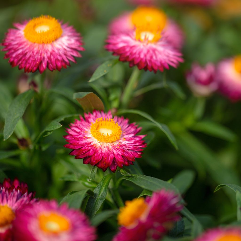 Xerochrysum bracteatum Granvia Dark Pink Flame - Garten-Strohblume