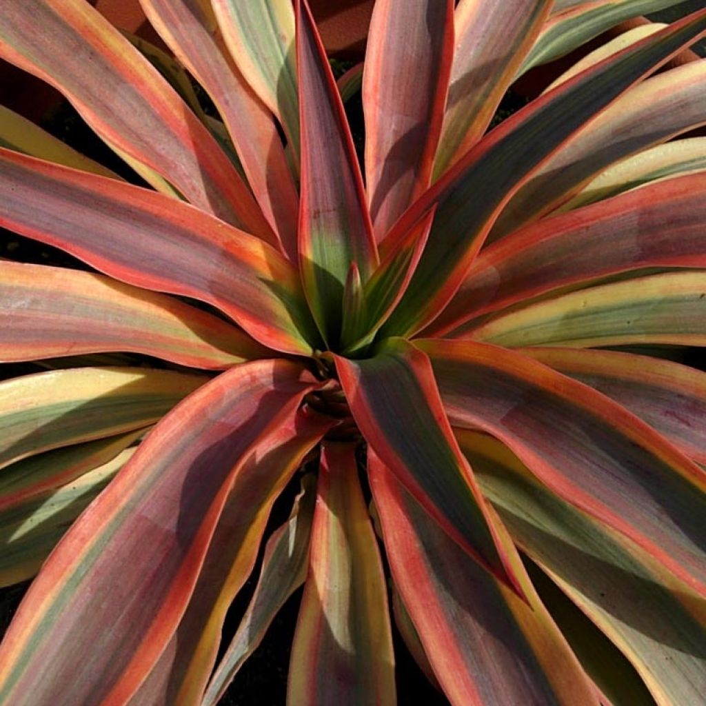 Yucca recurvifolia Bright Star - Palmlilie