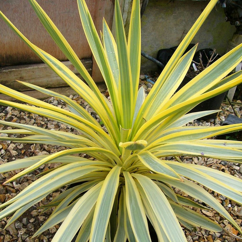 Yucca recurvifolia Bright Star - Palmlilie