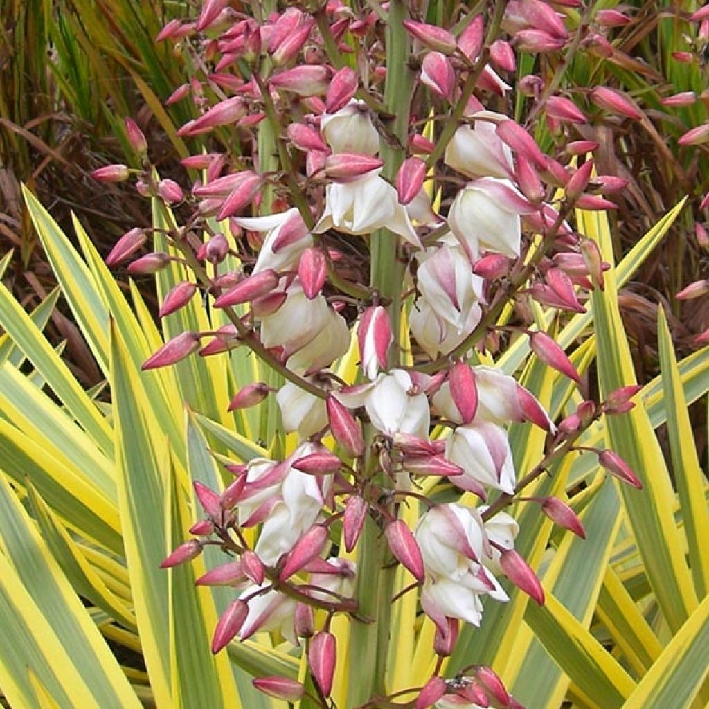 Yucca recurvifolia Bright Star - Palmlilie