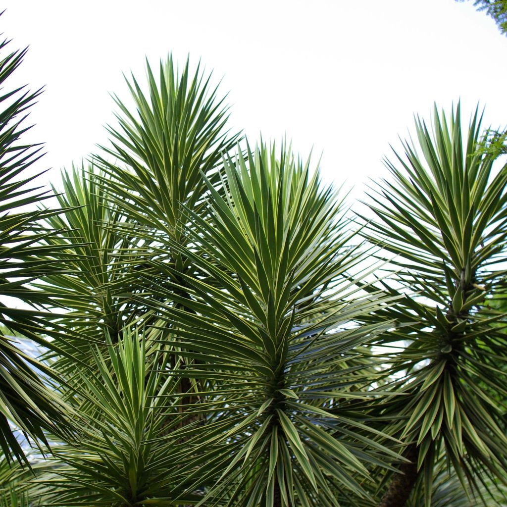 Yucca aloifolia - Graue Palmlilie