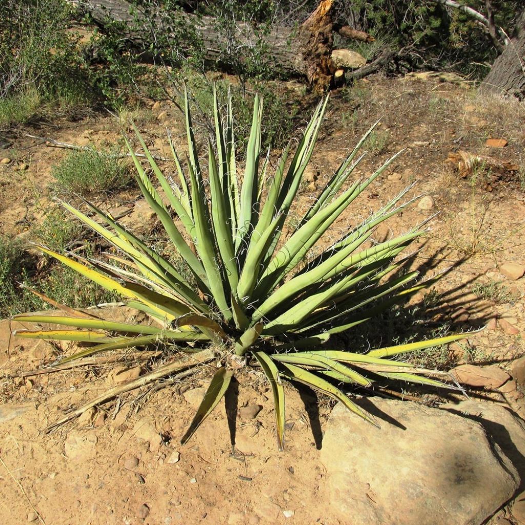 Yucca baccata - Blaue Palmlilie