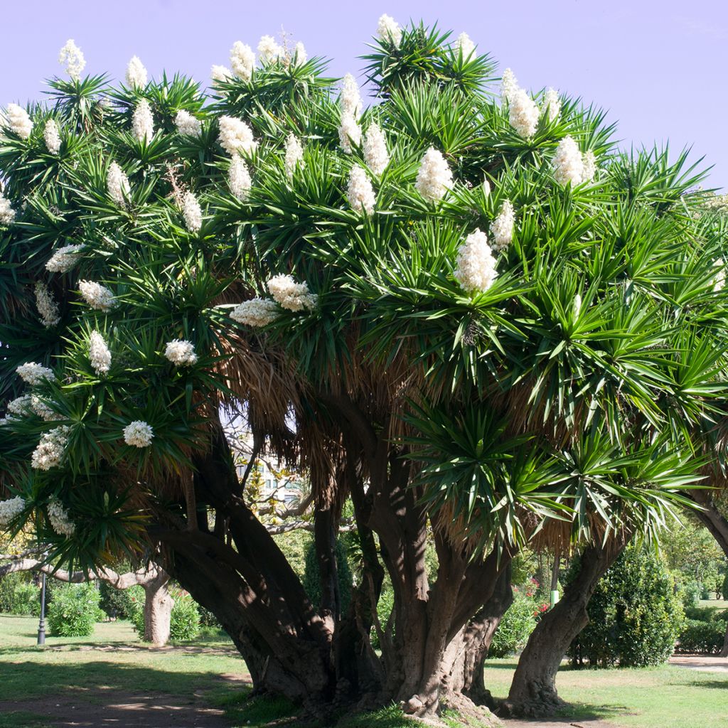 Yucca elephantipes - Riesen-Palmlilie