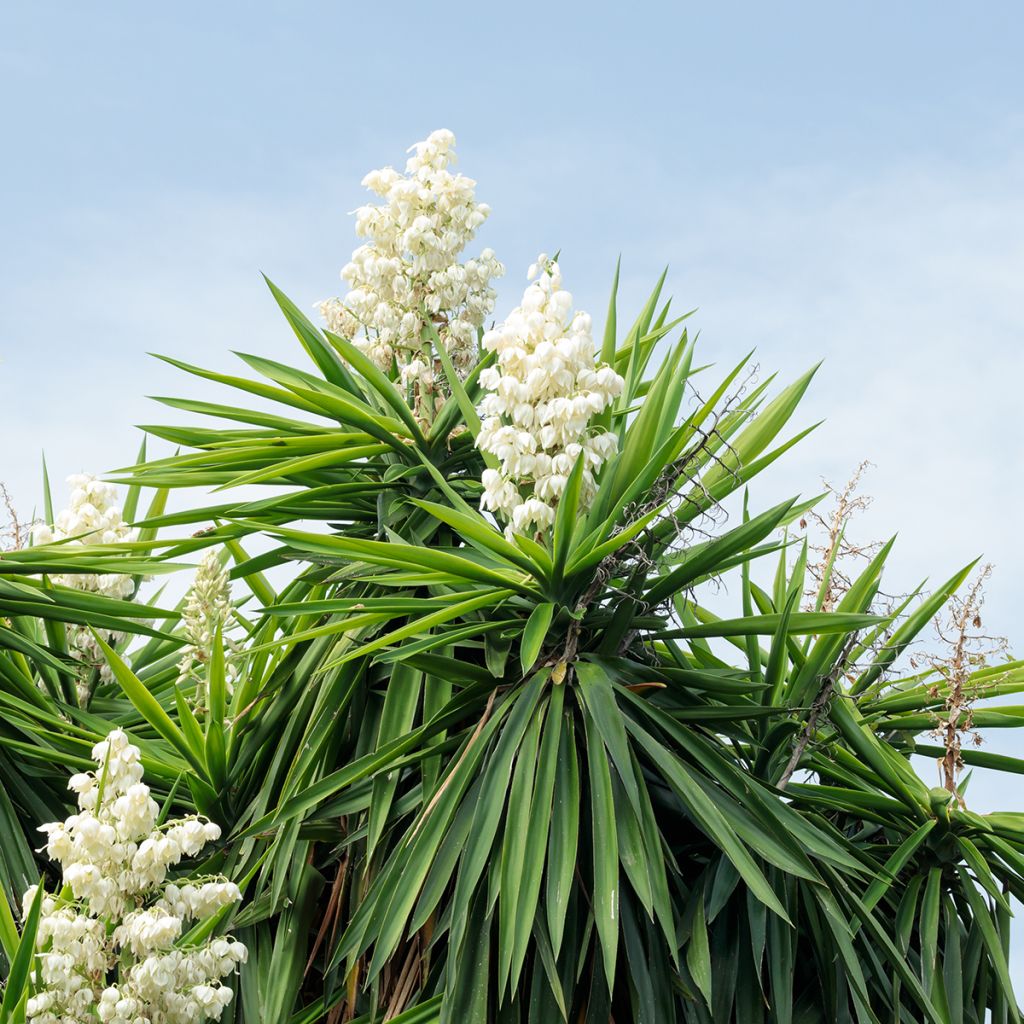 Yucca elephantipes - Yucca pied d'éléphant 