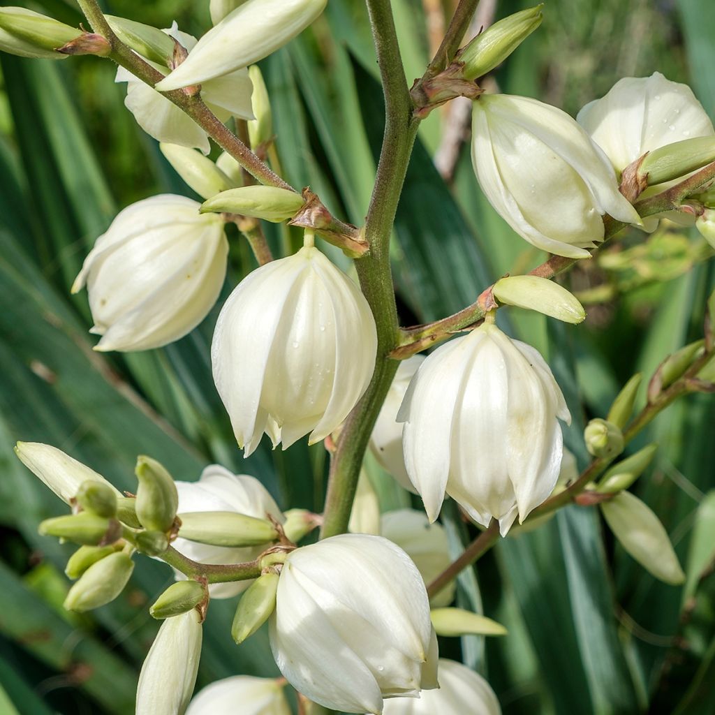 Yucca elephantipes - Yucca pied d'éléphant 