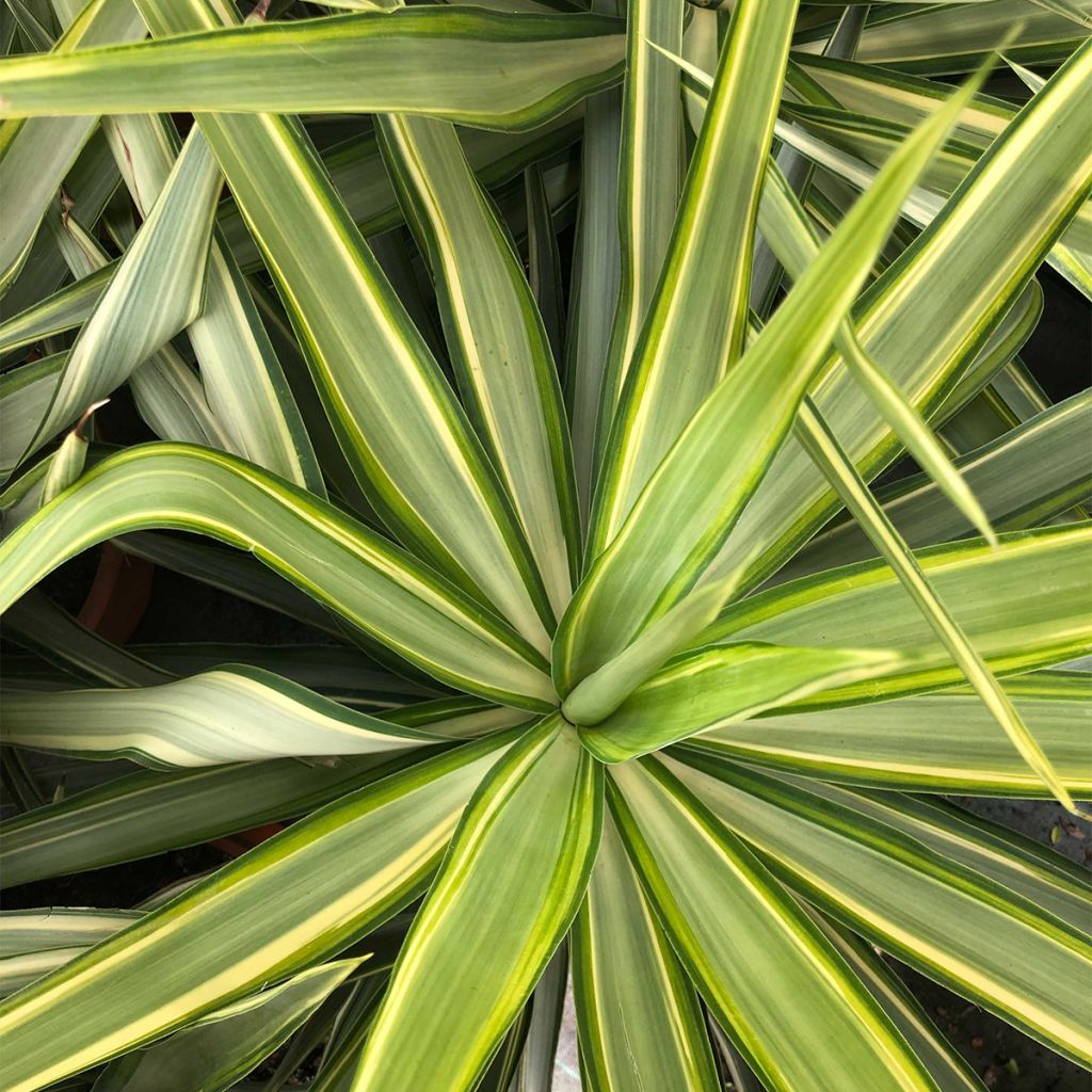 Yucca elephantipes Jewel - Riesen-Palmlilie