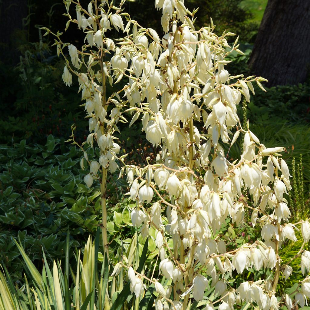 Yucca filamentosa Colour Guard - Yucca filamenteux panaché