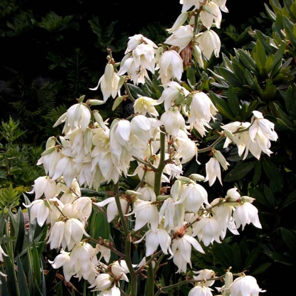 Yucca filamentosa - Fädige Palmlilie