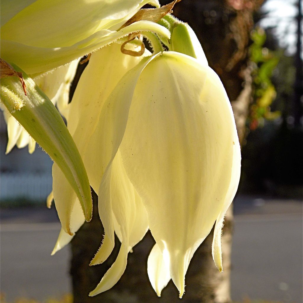 Yucca flaccida Golden Sword