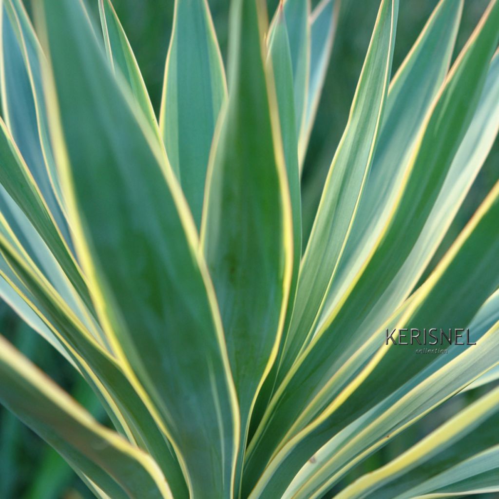 Yucca gloriosa Variegata - Kerzen-Palmlilie